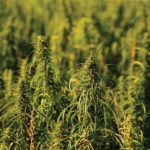 hemp-field_216660499.jpg