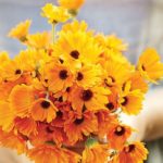 calendula-lighter_92967.jpg